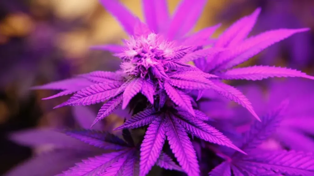 Purple The Shade of Admiration